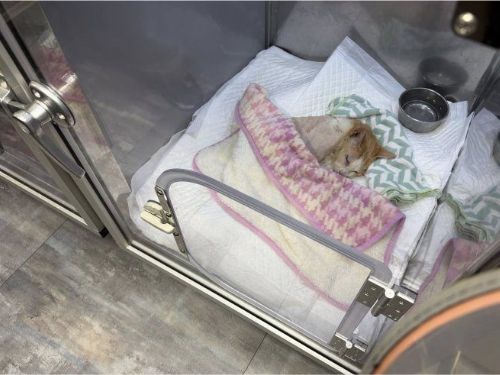 街頭20年的溫柔守護：15歲老街貓「Lucky」獲救援終養，臺北TCCP讓每條生命都被好好照顧