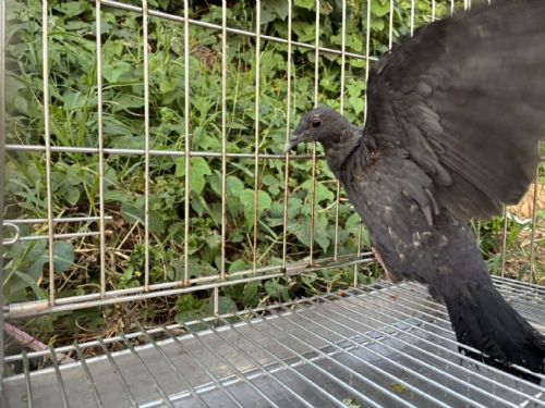 誤認烏鴉的神秘黑羽旅客！罕見黑林鴿受傷獲救，歷經兩個月復健平安重返天空