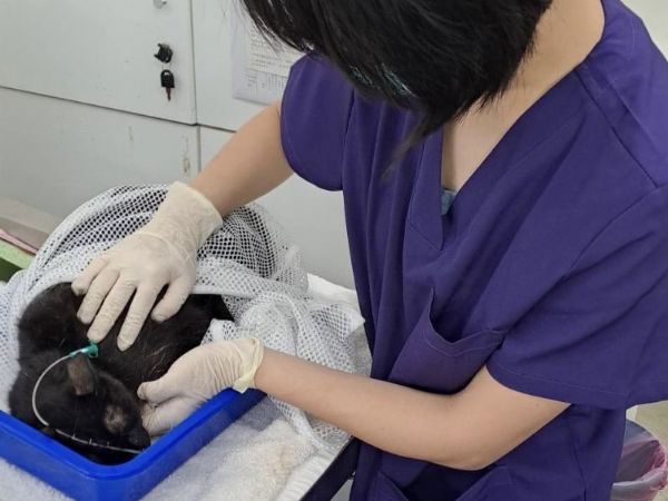 提升動物照護專業力！臺北市動保處派員受訓，成為認證動物醫事助理