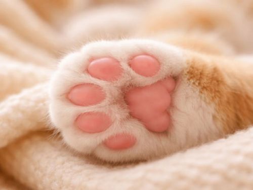 貓咪肉球的秘密是什麼？功能與照護重點整理