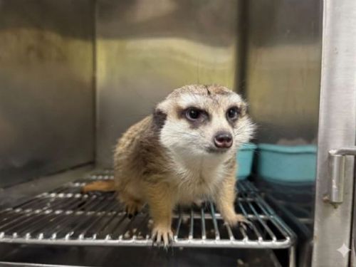 國際雪貂日一起認識牠！新北推特殊寵物登記獎勵，守護雪貂不走失、不棄養