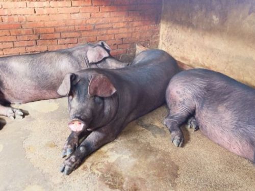 新北強化畜牧防疫網！從源頭守護動物健康，也守住市民安心生活