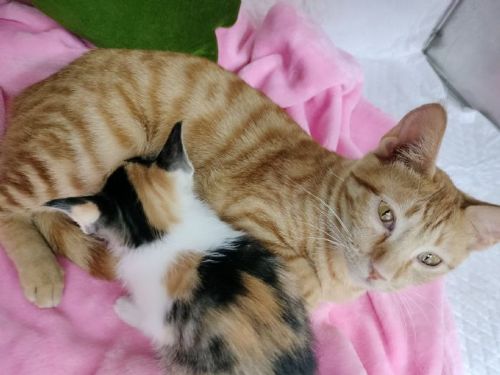 街頭驚險救援化作溫暖新生，花媽與花仙子等待一個幸福的家