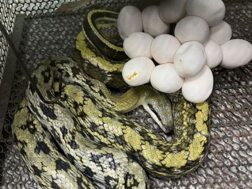 生態新生命誕生！新北動保處成功人工孵化黑眉錦蛇，守護在地物種再創喜訊