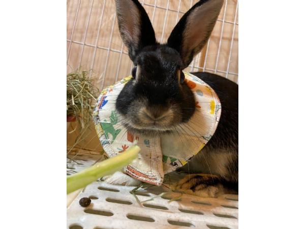 守護兔寶健康！新北115年寵物兔絕育補助啟動，最高補助2,000元