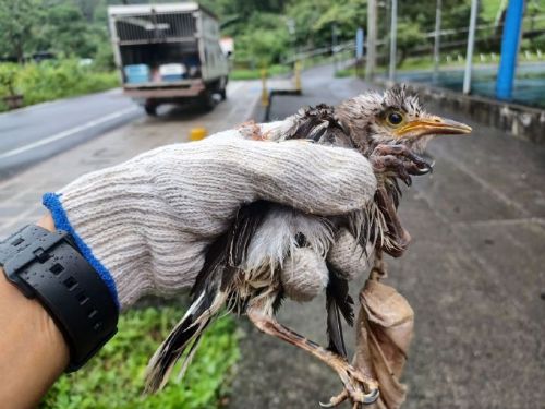 幼鳥遭廢棄口罩纏困獲救重返自然，新北動保處提醒正確丟棄口罩守護野生動物