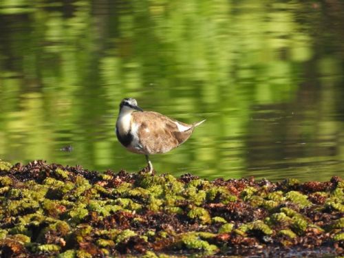 冬日暖陽下的城市祕境｜洲仔濕地白鷺飛舞、水雉冬羽悄然登場