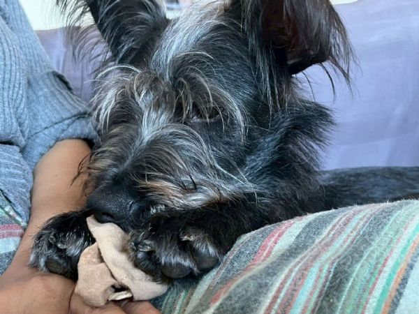 認養不孤單，新北暖心相伴！「認養後訓犬課程」陪毛孩安心回家