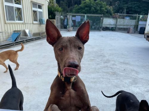 社群力量創造幸福奇蹟！八里超萌毛孩「米克斯」一週爆紅，成功迎接溫暖新家