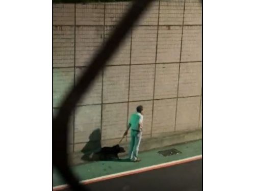 牽繩與口罩守護每一次散步：文山區犬隻攻擊事件，動保處啟動調查並再提醒飼主責任