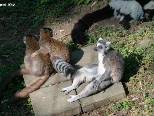 冬日療癒最強代言人！臺北市立動物園狐猴日光浴超可愛，打坐、躺平、毛球團抱一次看