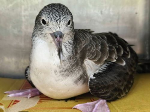 迷途海鳥降落公路邊，新北動保暖心救援助大水薙鳥重返海洋