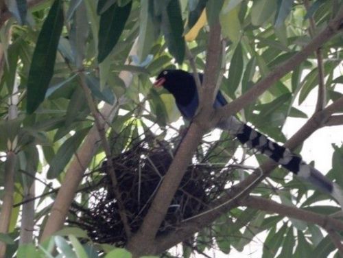 春季藍鵲護巢期來了！北市提醒路過請放慢腳步，一起溫柔守護臺灣特有種