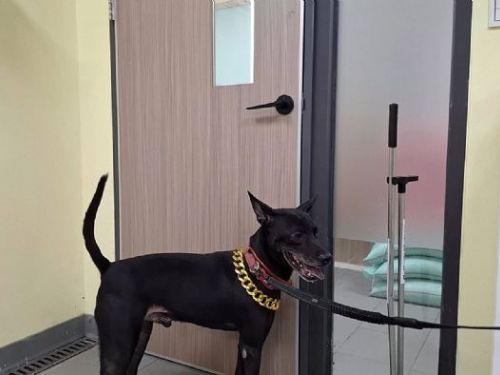 淡水不當展演犬隻事件查獲，毛孩順利脫離風險，將展開健康照護與認養