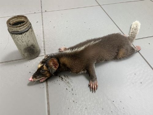 溫暖急救！樹林小旅人「鼬獾卡瓶」驚魂記——專業團隊細心解困、平安回山林