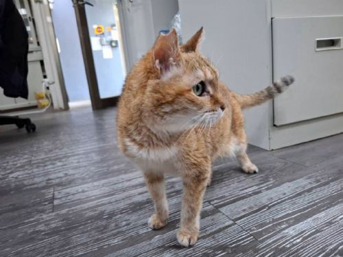 從車道中央到溫暖等待，板橋失明貓「花奶奶」重拾安心日常