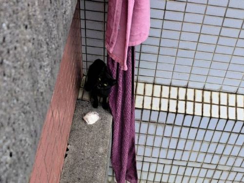 22樓高空驚險救援！新北動保處暖心救下受困小黑貓
