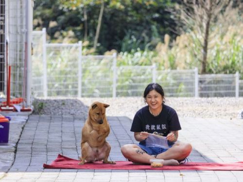 新北瑞芳動物之家「蛋黃」尋家中：勇敢走過傷痛，等待一份不離不棄的愛