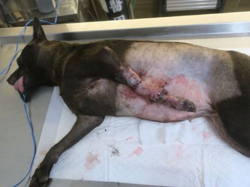 勇敢浪浪「沙拉」展開新旅程——傷癒後的牠正期待迎接一個溫暖的家