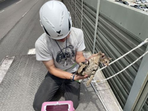 暖心救援成功！新莊5隻奶貓與媽媽重聚，動保處提醒：看到奶貓先別急著帶走