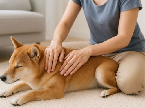 居家就能做：寵物保健按摩原理、禁忌與觀察指標