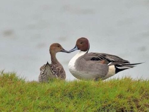 茄萣濕地冬日限定美景！尖尾鴨現身水面「倒立覓食」，療癒畫面萌翻賞鳥民眾