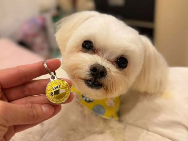 12/15世界強化免疫日暖心提醒：三個小習慣，替毛寶貝存下健康一整年