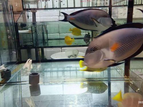 守護魚兒健康、助攻外銷搶單！新北動保處定期檢疫把關，讓臺灣觀賞魚安心「游」向全世界