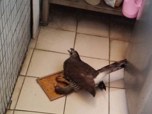 一場溫柔接力，守住飛翔的希望——新北救援鳳頭蒼鷹脫困黏鼠板重返自然在望