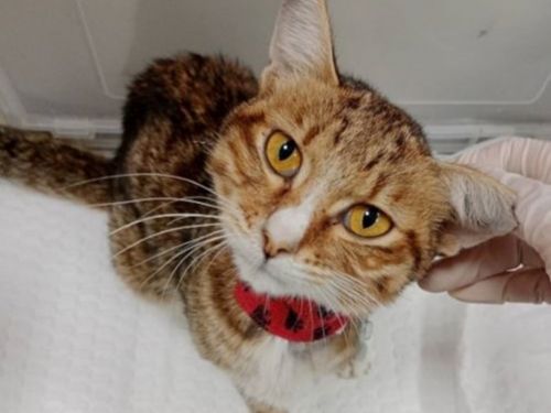 天氣轉涼，給貓咪多一分守護，苗栗動保園區用專業照護，陪伴貓咪度過上呼吸道感染關卡