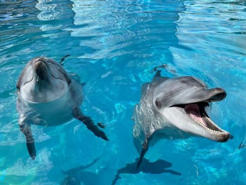 迎接4月14日全國海豚日！野柳海洋世界轉型海洋保育教育場域，新北攜手推廣海洋生命關懷