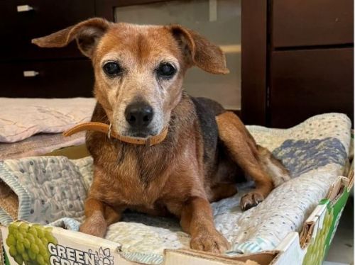 新北收容毛寶貝的幸福旅程：熟齡動物暖心回家、認養福利再升級！