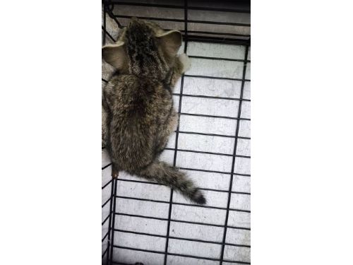 西寧國宅貓咪救援行動啟動！北市動保處跨局處合作設籠誘捕，確認無貓受困請市民安心