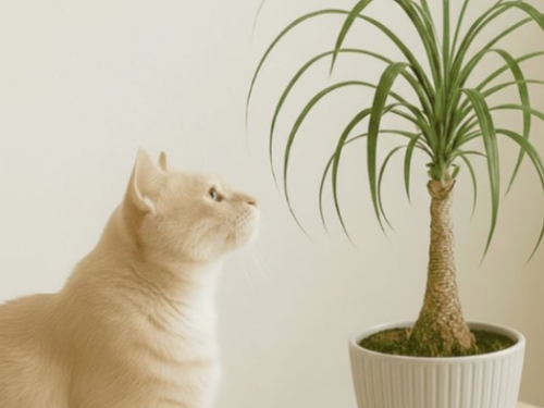 看似芬芳，其實致命 新北動保處溫馨提醒：百合花對貓咪是「零容忍」的危險植物