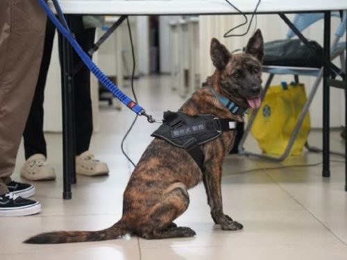 從街頭浪浪到長者心靈療癒師！屏東「豹抱」陪伴犬計畫，讓毛孩與阿公阿嬤共創幸福時光