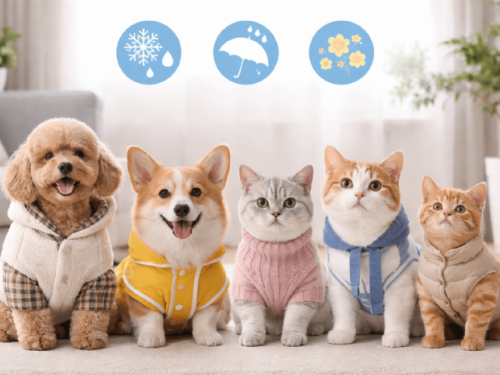 毛孩需要穿衣嗎？保暖需求與穿衣注意事項一次看懂