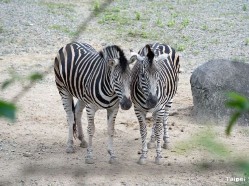 走「馬」看花迎新年！臺北市立動物園戶外馬年特展《霍斯辦案》熱鬧登場