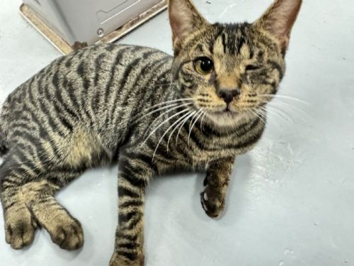 像旅館一樣的等待幸福時光！八里動物之家「喵喵屋」為貓咪打造安心新生活