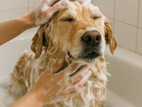 寵物美容師教寵物在家洗澡攻略｜洗毛精怎麼選、哪些成分要避開？