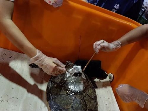 受傷玳瑁「龜太郎」重返大海！新北野柳國小見證海洋保育溫暖時刻