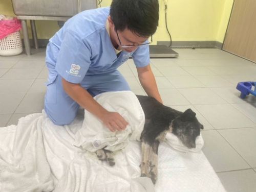 新北動保處緊急救援重傷犬，啟動「毛寶貝三級醫療制度」守護生命尊嚴