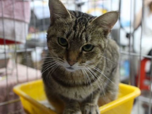 從受傷到重生：虎斑黑貓的勇敢歷程，遇見疼愛牠的新家