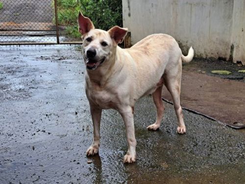 世界糖尿病日也要守護毛孩！專家提醒：犬貓也會得糖尿病，及早發現最重要