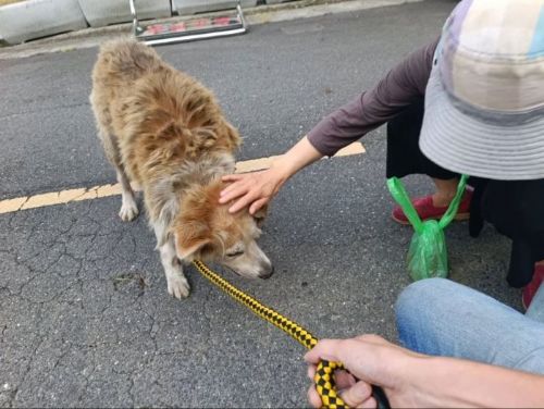 大黃弟的新生活！流浪多年受傷黃狗獲救重生，老師暖心領養陪牠安度幸福晚年