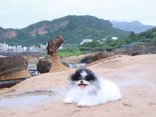 帶著毛寶貝放心出發！新北打造寵物友善地圖與人氣旅遊路線，旅行更輕鬆更暖心