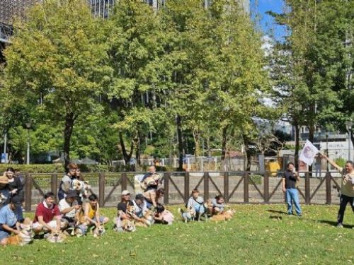 短腿萌力全開！「2025臺北狗狗運動嘉年華－柯基PK大賽」熱鬧登場，毛孩運動、飼主學習雙雙升級