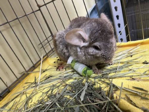 紙箱裡的微光，希望沒有被丟下 頂埔步道救援絨鼠（龍貓），一場溫柔接力的生命守護行動