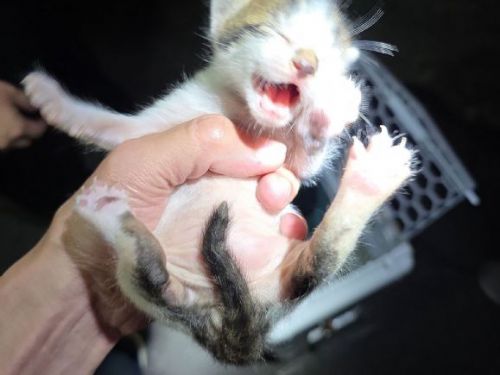 屋簷裡的小生命找到新家，新北動保暖心救援小奶貓成幸福家人