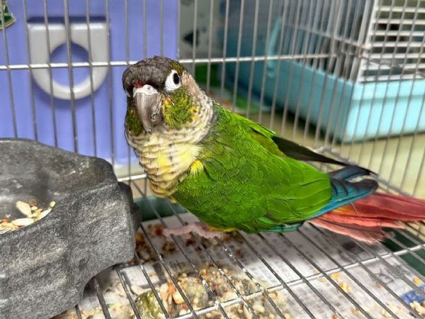 桃園特寵認養季3/14 下午1點登場，鸚鵡、鬃獅蜥與柯爾鴨等14隻動物等你帶回家