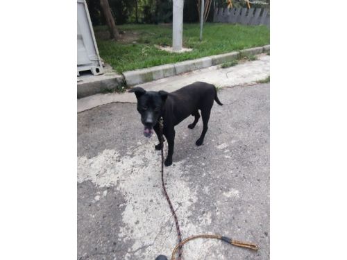 認養老犬享好禮再拿2,000點新北幣！新北動保處邀您給毛寶貝一個幸福晚年
